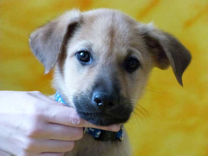 chinook puppy